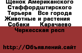 Щенок Американского Стаффордштирского Терьера - Все города Животные и растения » Собаки   . Карачаево-Черкесская респ.